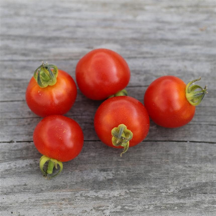 Le kit Semis Tomate | Crée ton potager maison Made in France  - Botaki